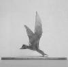 Vogels V|2008|85x111x33cm|schaarbek 